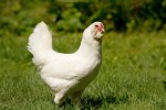 White Hen