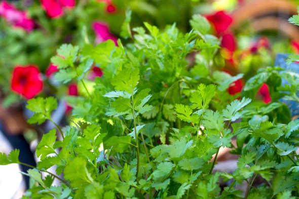  Cilantro www.lifeatthecottage.com