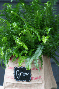 Grow-Burlap-Bag