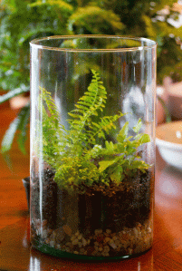 How to create a terrarium www.lifeatthecottage.com