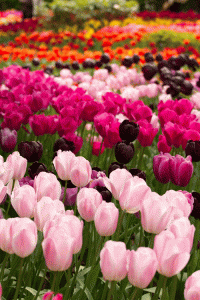 Tulips