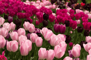 Rows of Multi Colored Tulips  www.lifeatthecottage.com