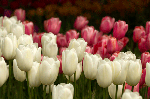 Beautiful Tulips